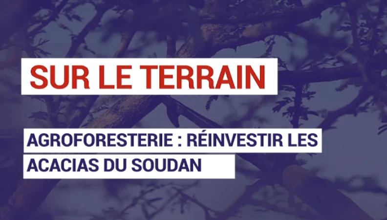 Agroforesterie : réinvestir les acacias du Soudan
