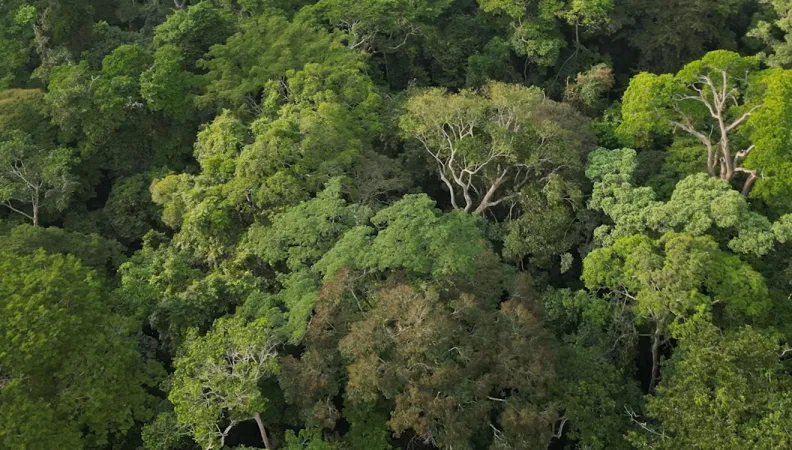 forêt Gabon AFD
