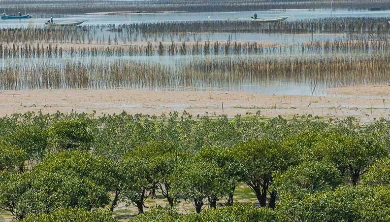 Le projet vise à soutenir la mise en place d’une gestion intégrée de la zone côtière de Fuding en Chine, conforme aux meilleures pratiques internationales, des hauts bassins versant aux écosystèmes côtiers de mangroves et jusqu’à la mer.