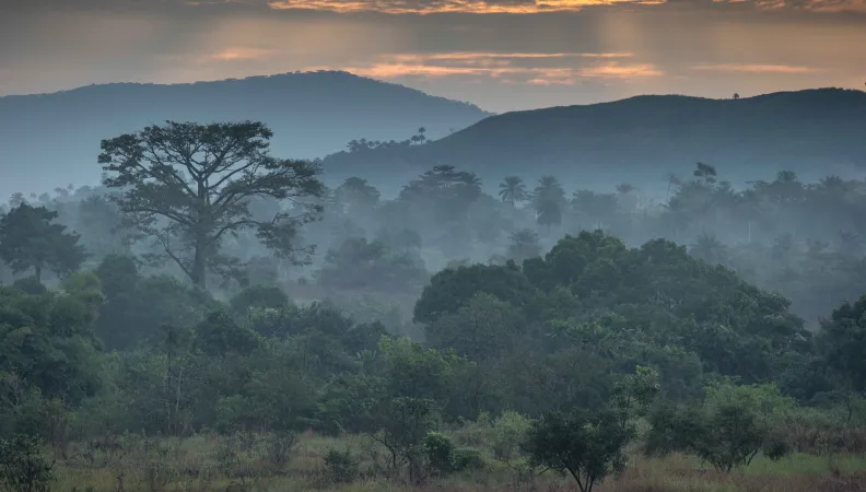 Guinée forestière