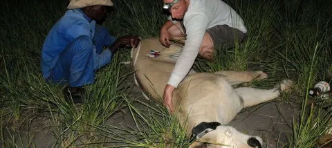 The focus of the project is to benefit both the wildlife and ecosystems in the Transfrontier Conservation Area