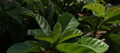 AFD, FFEM and CBF Making Big Moves to Support Caribbean Biodiversity