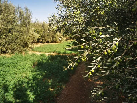 paysage agroécologie orientale olives