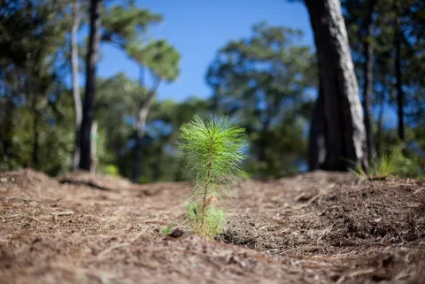 Forest preservation, Mexico, growth, plant