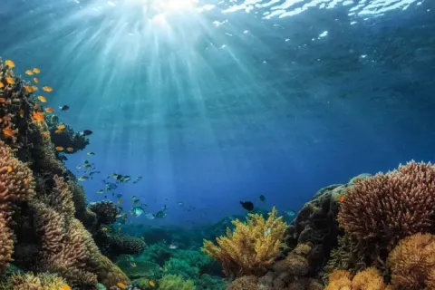 Kiwa Initiative, AFD, biodiversity and climate change adaptation in the Pacific